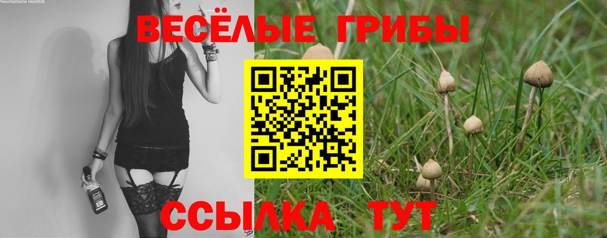 Псилоцибиновые грибы Psilocybine cubensis Кандалакша